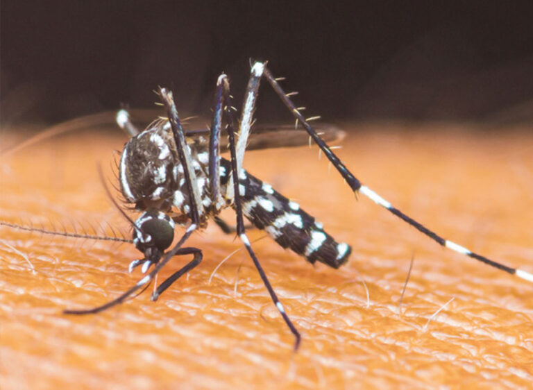 DESTACADA-Virus-chikungunya-Mar2026