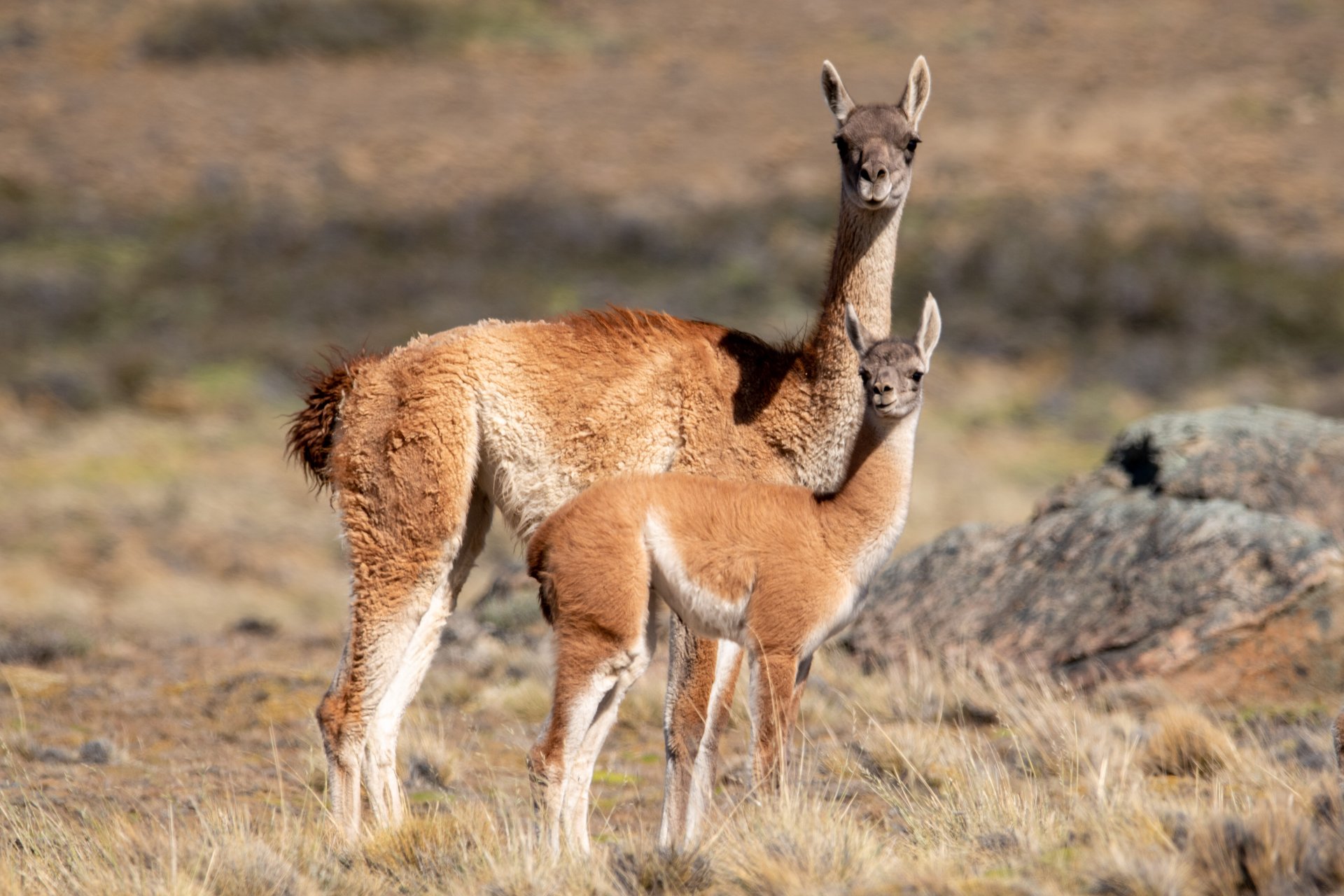 guanaco