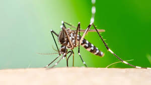 mosquito