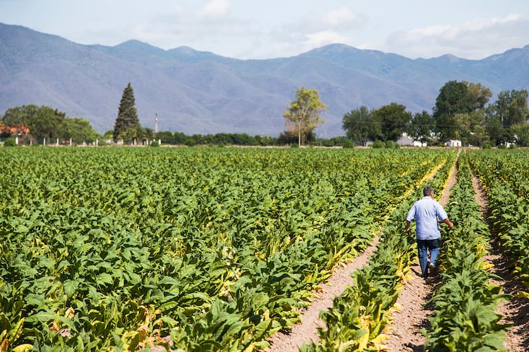 una-plantacion-de-tabaco-en-37CXYJEELVCBHCGMVYN5M7T7OA