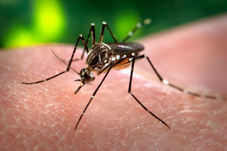 MosquitoDengue