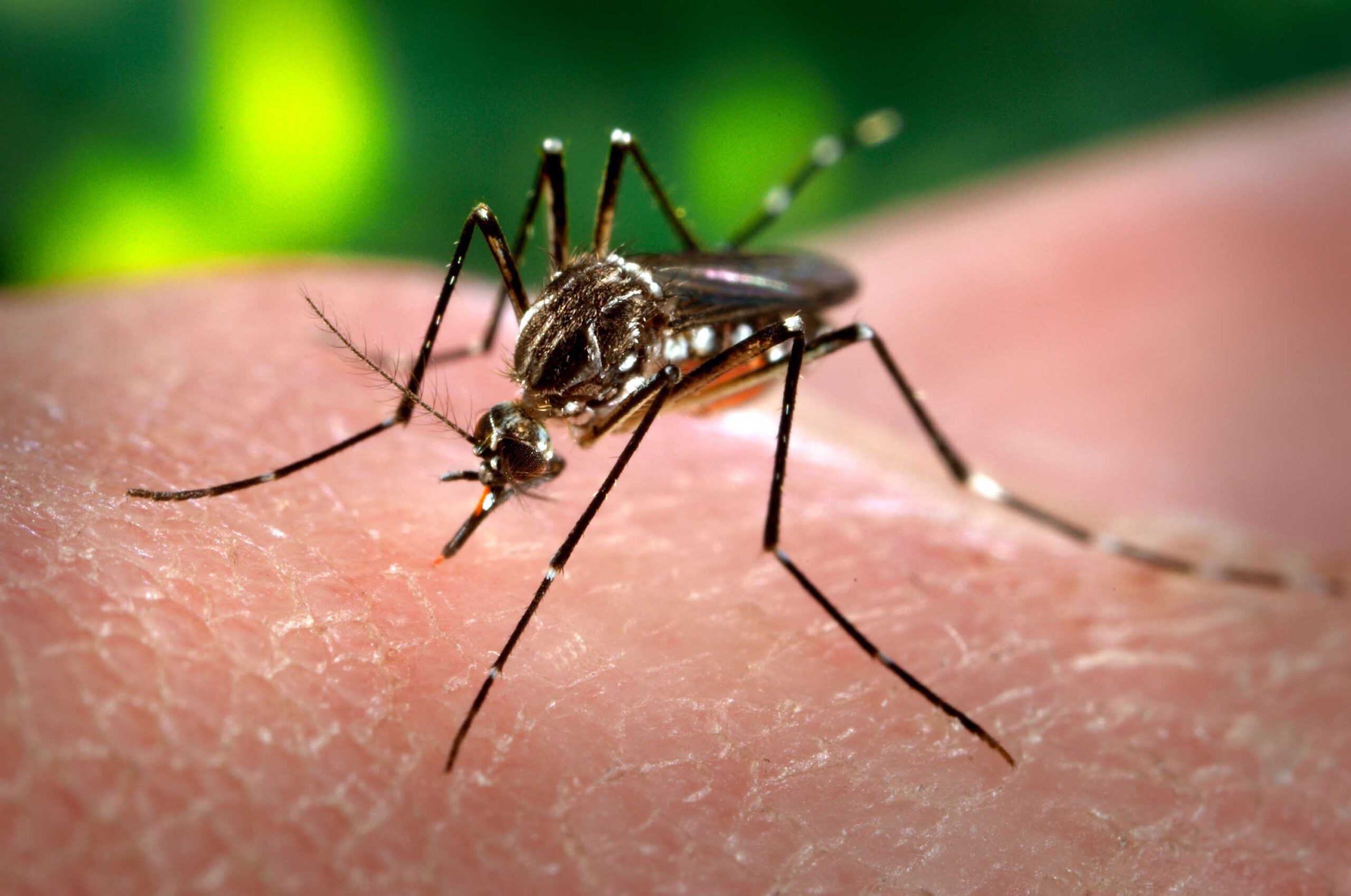 MosquitoDengue
