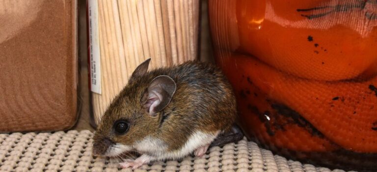 hantavirus-roedores-1200x550-cc