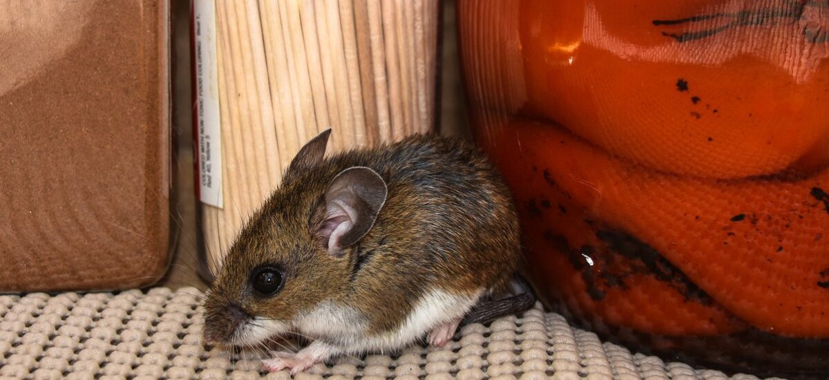 hantavirus-roedores-1200x550-cc